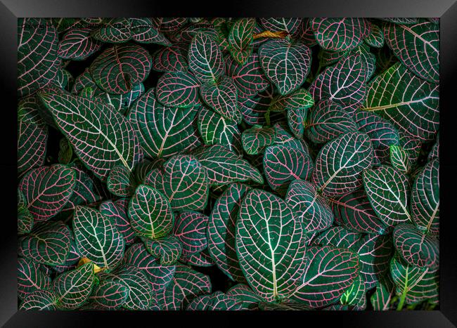 Closeup shot of Fittonia albivenis leaves with nerve patterns. Also known as nerve plant or mosaic plant. Framed Print by Kristof Bellens