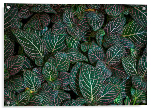 Closeup shot of Fittonia albivenis leaves with nerve patterns. Also known as nerve plant or mosaic plant. Acrylic by Kristof Bellens