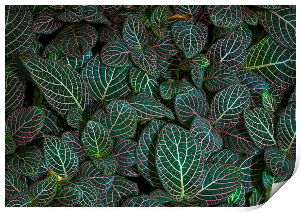 Closeup shot of Fittonia albivenis leaves with nerve patterns. Also known as nerve plant or mosaic plant. Print by Kristof Bellens