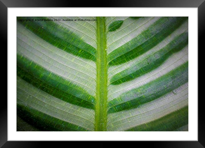 Abstract closeup of green leaf with feather vein pattern Framed Mounted Print by Kristof Bellens