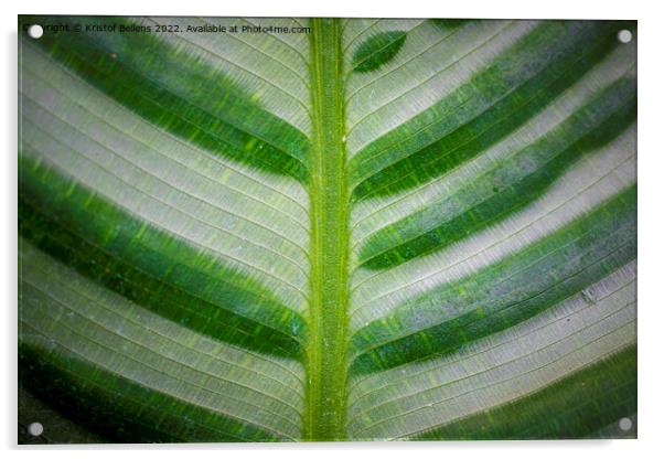 Abstract closeup of green leaf with feather vein pattern Acrylic by Kristof Bellens