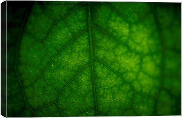 Abstract closeup of green leaf with vein pattern Canvas Print by Kristof Bellens