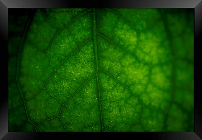 Abstract closeup of green leaf with vein pattern Framed Print by Kristof Bellens
