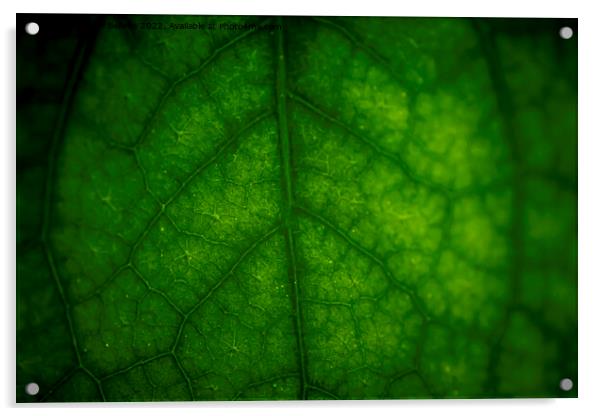 Abstract closeup of green leaf with vein pattern Acrylic by Kristof Bellens