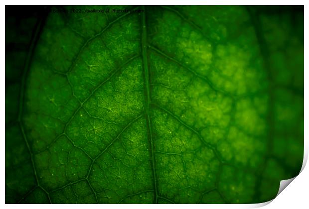 Abstract closeup of green leaf with vein pattern Print by Kristof Bellens