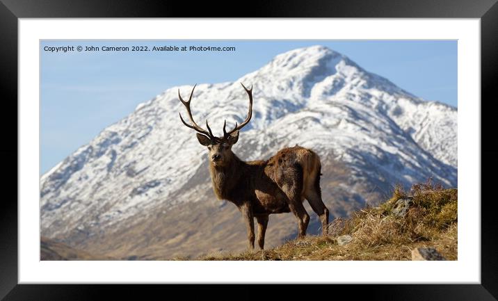 Wild Highland Stag. Framed Mounted Print by John Cameron