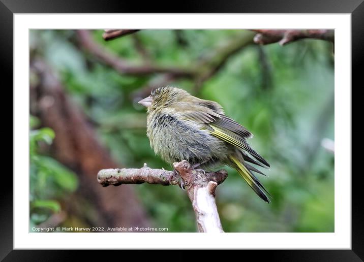 A young gold finch  Framed Mounted Print by Mark Harvey