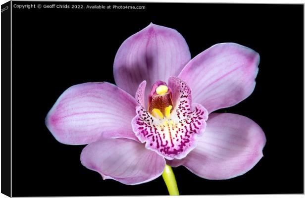 Pretty pink Cymbidium Orchid isolated on black. Canvas Print by Geoff Childs