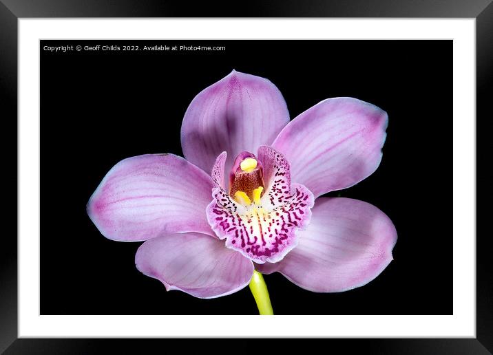 Pretty pink Cymbidium Orchid isolated on black. Framed Mounted Print by Geoff Childs