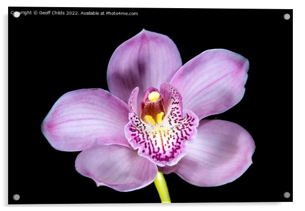 Pretty pink Cymbidium Orchid isolated on black. Acrylic by Geoff Childs