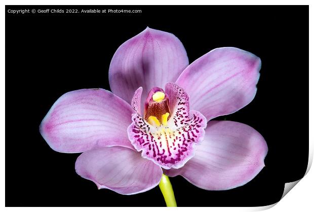 Pretty pink Cymbidium Orchid isolated on black. Print by Geoff Childs
