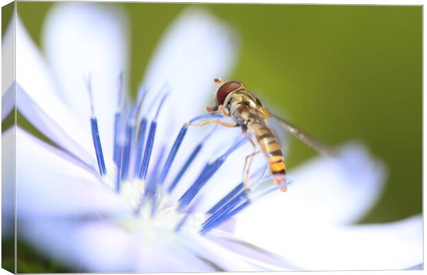 Hoverfly on a summer wild flower Canvas Print by Simon Marlow