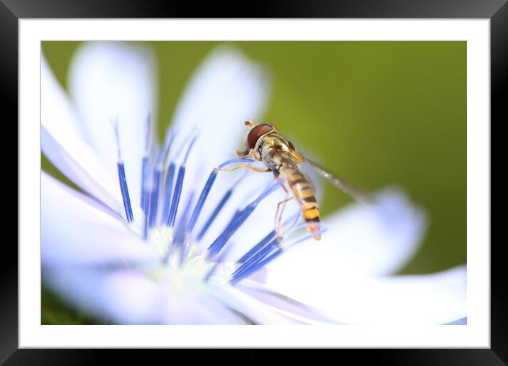 Hoverfly on a summer wild flower Framed Mounted Print by Simon Marlow