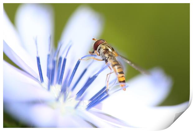 Hoverfly on a summer wild flower Print by Simon Marlow