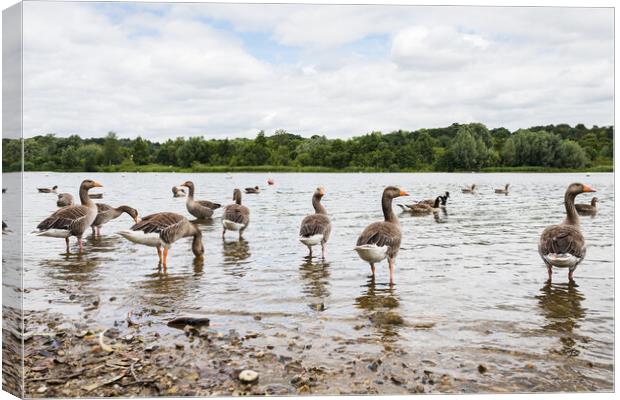 Greylag Geese wading Canvas Print by Jason Wells