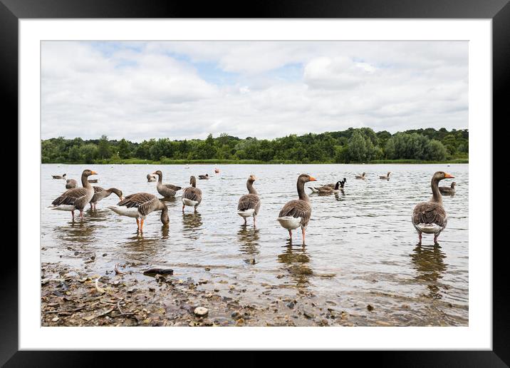 Greylag Geese wading Framed Mounted Print by Jason Wells
