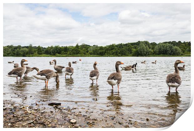 Greylag Geese wading Print by Jason Wells
