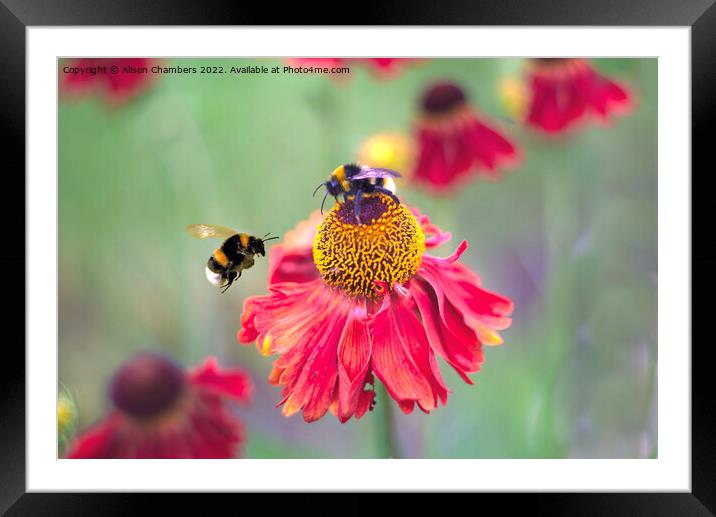 Busy Bumblebees Framed Mounted Print by Alison Chambers