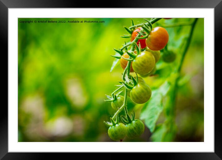 Cherry tomatoes growing in different stages with blurry background. Framed Mounted Print by Kristof Bellens