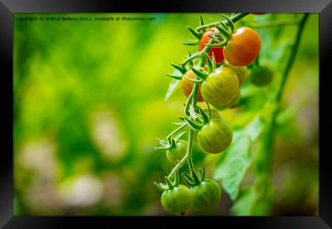 Cherry tomatoes growing in different stages with blurry background. Framed Print by Kristof Bellens