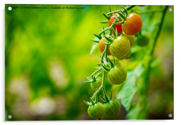 Cherry tomatoes growing in different stages with blurry background. Acrylic by Kristof Bellens