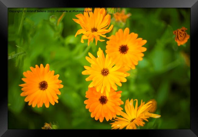 Pot marigold, common marigold, ruddles, Mary's gold or Scotch marigold Framed Print by Kristof Bellens