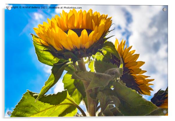 Low angle view in the sunflower field Acrylic by Kristof Bellens