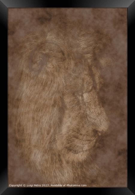 Asian lion in close up. Chester Zoo, United Kingdom. Framed Print by Luigi Petro