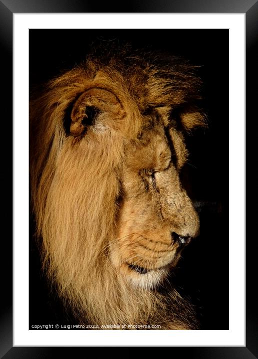 Asian lion in close up. Chester Zoo, United Kingdom. Framed Mounted Print by Luigi Petro