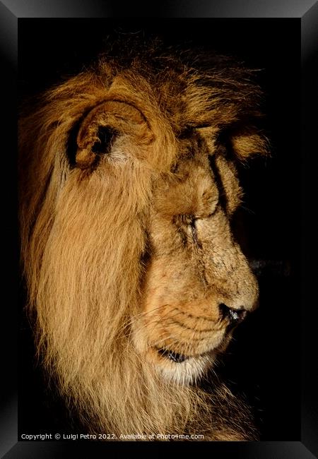 Asian lion in close up. Chester Zoo, United Kingdom. Framed Print by Luigi Petro