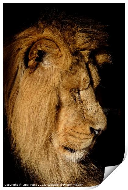 Asian lion in close up. Chester Zoo, United Kingdom. Print by Luigi Petro