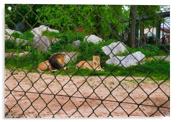 Pair of adult Asian lion, Chester Zoo, Acrylic by Luigi Petro