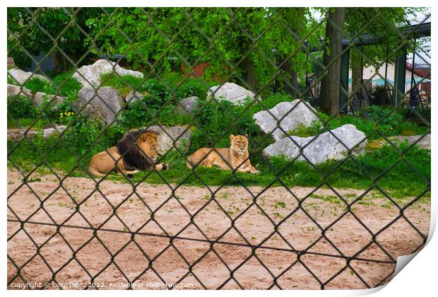 Pair of adult Asian lion, Chester Zoo, Print by Luigi Petro