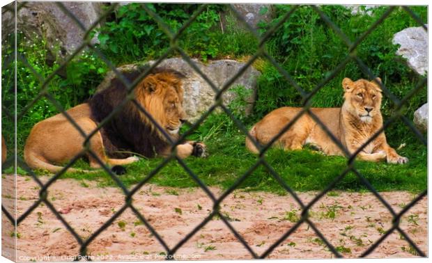 Pair of adult Asian lion, Chester Zoo, Canvas Print by Luigi Petro