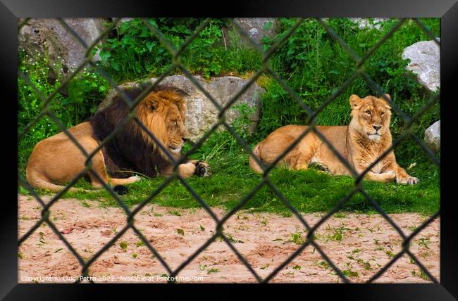 Pair of adult Asian lion, Chester Zoo, Framed Print by Luigi Petro