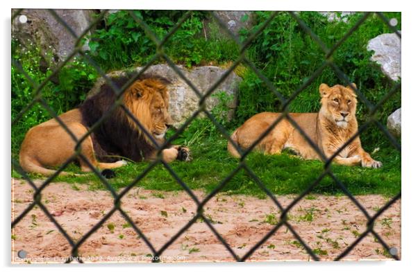 Pair of adult Asian lion, Chester Zoo, Acrylic by Luigi Petro