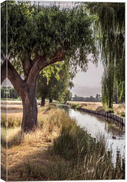 Backlit willow tree over stream Canvas Print by Kevin White