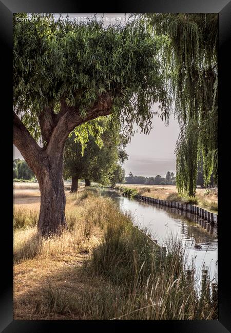 Backlit willow tree over stream Framed Print by Kevin White