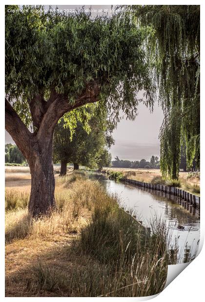 Backlit willow tree over stream Print by Kevin White