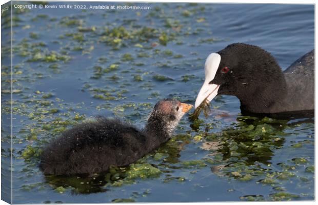 Mum and baby Coot Canvas Print by Kevin White