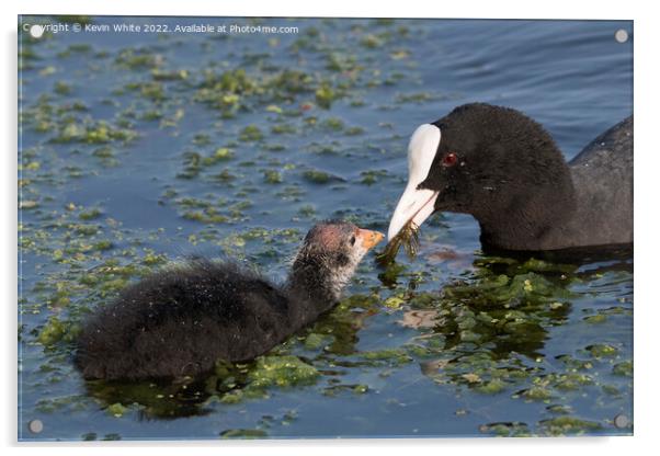 Mum and baby Coot Acrylic by Kevin White