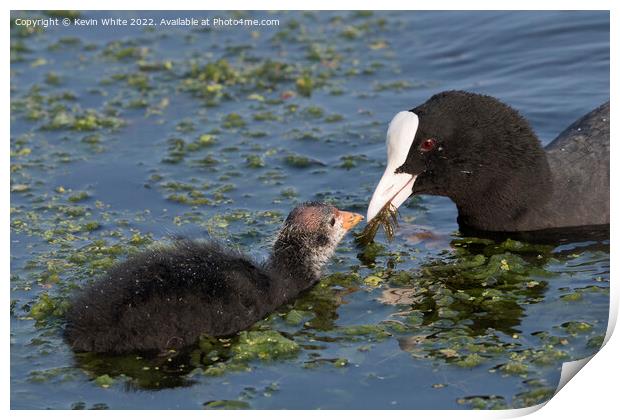 Mum and baby Coot Print by Kevin White