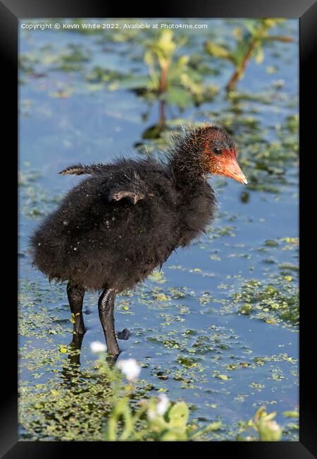 Wish I could fly Framed Print by Kevin White