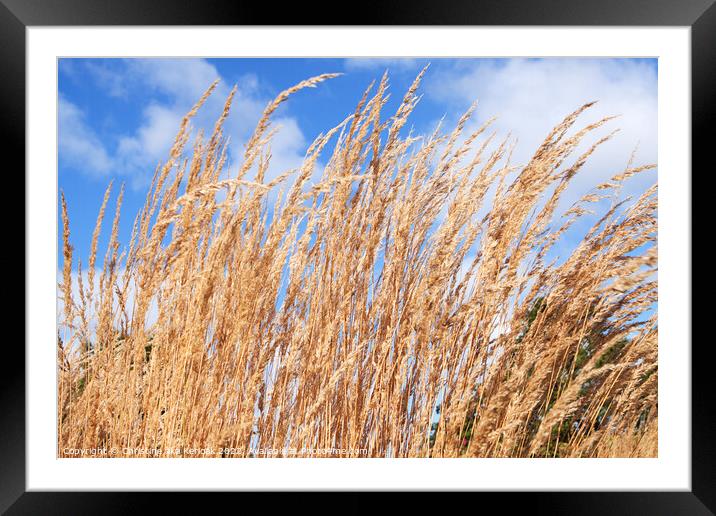Reedgrass waving in the breeze Framed Mounted Print by Christine Kerioak