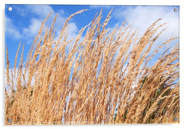 Reedgrass waving in the breeze Acrylic by Christine Kerioak