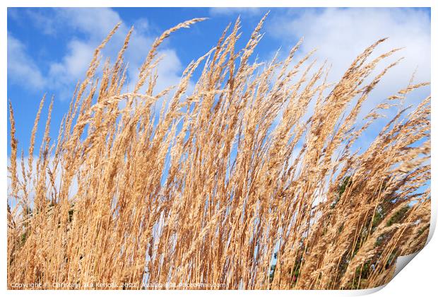 Reedgrass waving in the breeze Print by Christine Kerioak