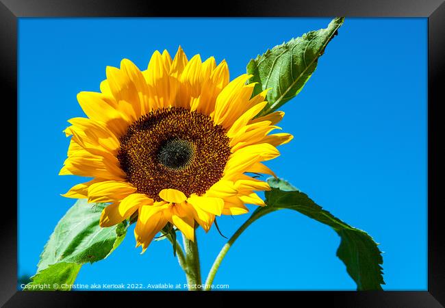 Single Sunflower Against Blue Sky Framed Print by Christine Kerioak