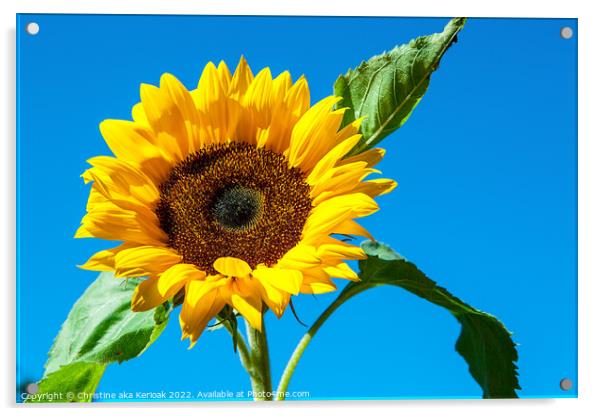 Single Sunflower Against Blue Sky Acrylic by Christine Kerioak