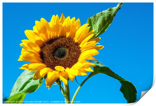 Single Sunflower Against Blue Sky Print by Christine Kerioak