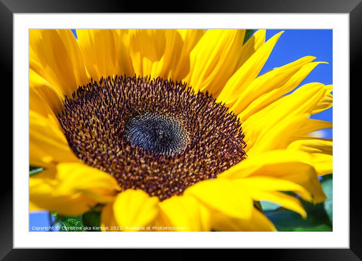 Sunflower Close up Framed Mounted Print by Christine Kerioak
